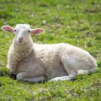 گوسفندگم شده