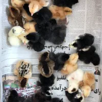 جوجه جهادی