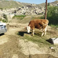 کاوه شیری گوساله نر