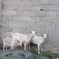 بز سانن به همراه دو بزغاله نر