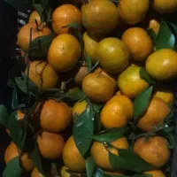 پرتقال نارنگی|خدمات باغبانی و درختکاری|چابکسر, |دیوار