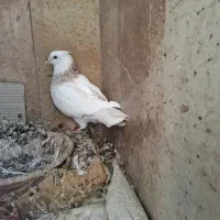 طوقی ماده|پرنده|قم, انسجام|دیوار