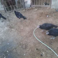 بقلمون خیلی خوب|حیوانات مزرعه|سراوان, |دیوار