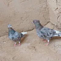 کبوتر رنگی دم سفید