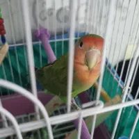 طوطی برزیلی ماده میگه بدو بیا