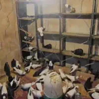 فروش کبوتر به قیمت مناسب انواع کبوتر