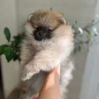 پامرانین جیبی|سگ|اصفهان, مرداویج|دیوار