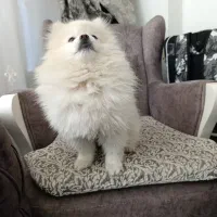 پامرین خرسی عروسکی|سگ|اصفهان, خانه اصفهان|دیوار