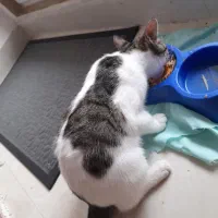 گربه گمشده دراطراف شمام توروخدا دیدینش اطلاع بدید|گربه|رستمآباد, |دیوار