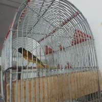 گل به سر قناری