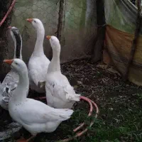 قوغاز نروماده