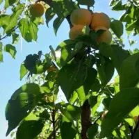 باغ ۱۰۰۰ متر با آب و برق برای سرمایه گذاری