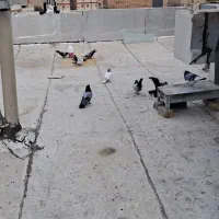 کبوتر خاص پر پرشی بازکن ملقی بابهدجوجه گیری|پرنده|بروجن, |دیوار