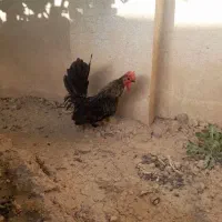 خروس گلین