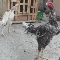 خروس لاری کوکو