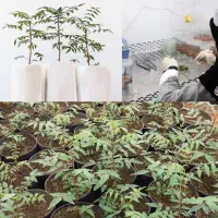 نهال پسته امریکایی|خدمات باغبانی و درختکاری|اصفهان, باغ زیار|دیوار