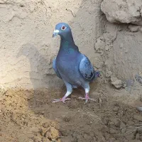 کبوتر آلمانی