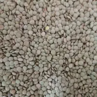 انواع حبوبات لوبیا چیتی قرمز سفید عدس نخود|عمدهفروشی|الیگودرز, |دیوار