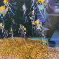 انجل کوی مولد