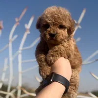 توی پودل نسکافه ای ماده