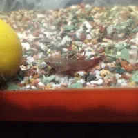 فایتر ماده پلاکت