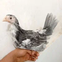 مرغ و خروس گلین طوسی نیمچه .جوجه|حیوانات مزرعه|اسلامشهر, شاطره|دیوار