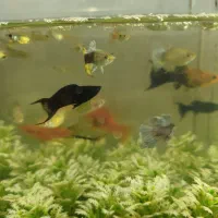 ماهی‌های آکواریومی