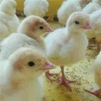 بوقلمون بیوتی (گوشتی )