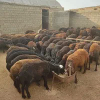 دامـ گوسفند زنده به کلیه نقاط تهران با سلاخ