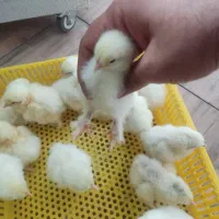 جوجه مرغ خروس برهما|حیوانات مزرعه|تهران, حافظیه|دیوار