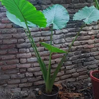 گل بابا آدم ۴ عدد|گل و گیاه طبیعی|قائمشهر, |دیوار