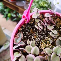 سروپژیا ابلق یا زنجیره قلب ها|گل و گیاه طبیعی|قم, انسجام|دیوار