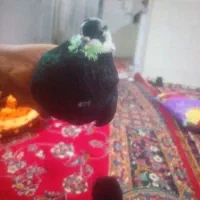 یه جوفت کفترساعت سنگین ۵۰۰