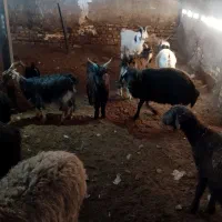 4راس بزغاله چاق خرج خورده