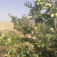 زمین باغ شهری دوراهی میمند