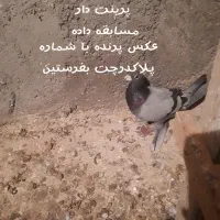 کبوتر