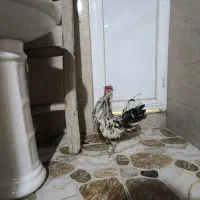 خروس