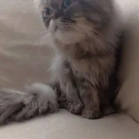 گربه پرشین فلت فیس