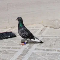 پلاکی عراق ماده|پرنده|بندر گناوه, |دیوار