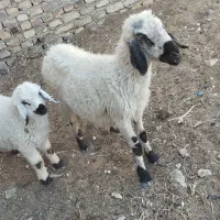 گوسفند|حیوانات مزرعه|زابل, |دیوار