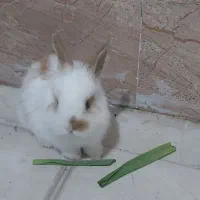 فروش خرگوش یک و نیم|موش و خرگوش|پیرانشهر, |دیوار