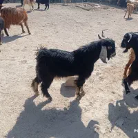 فروشی کهره نر