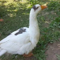گمشده|حیوانات|زنجان, |دیوار