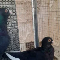 کبوتر قره سوری اصل|پرنده|فولادشهر, فولادشهر|دیوار