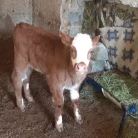 گاو با گوساله نر