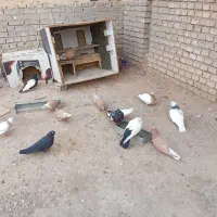 ۱۴عددکفتر|پرنده|کارون, |دیوار