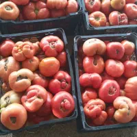 تماته محلی کارزان گوجه با آب چاه