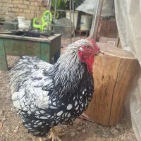 مرغ ویاندوت وگلین|حیوانات مزرعه|شیراز, رکن‌آباد|دیوار