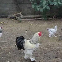 مرغ و خروس امپراطوری برهما