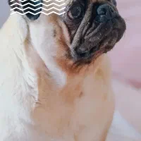 پاگ ماده|سگ|تهران, مقدم|دیوار